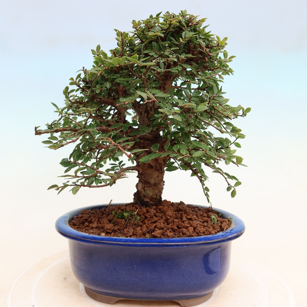 Bonsai für draußen - Zelkova - Zelkova NIRE