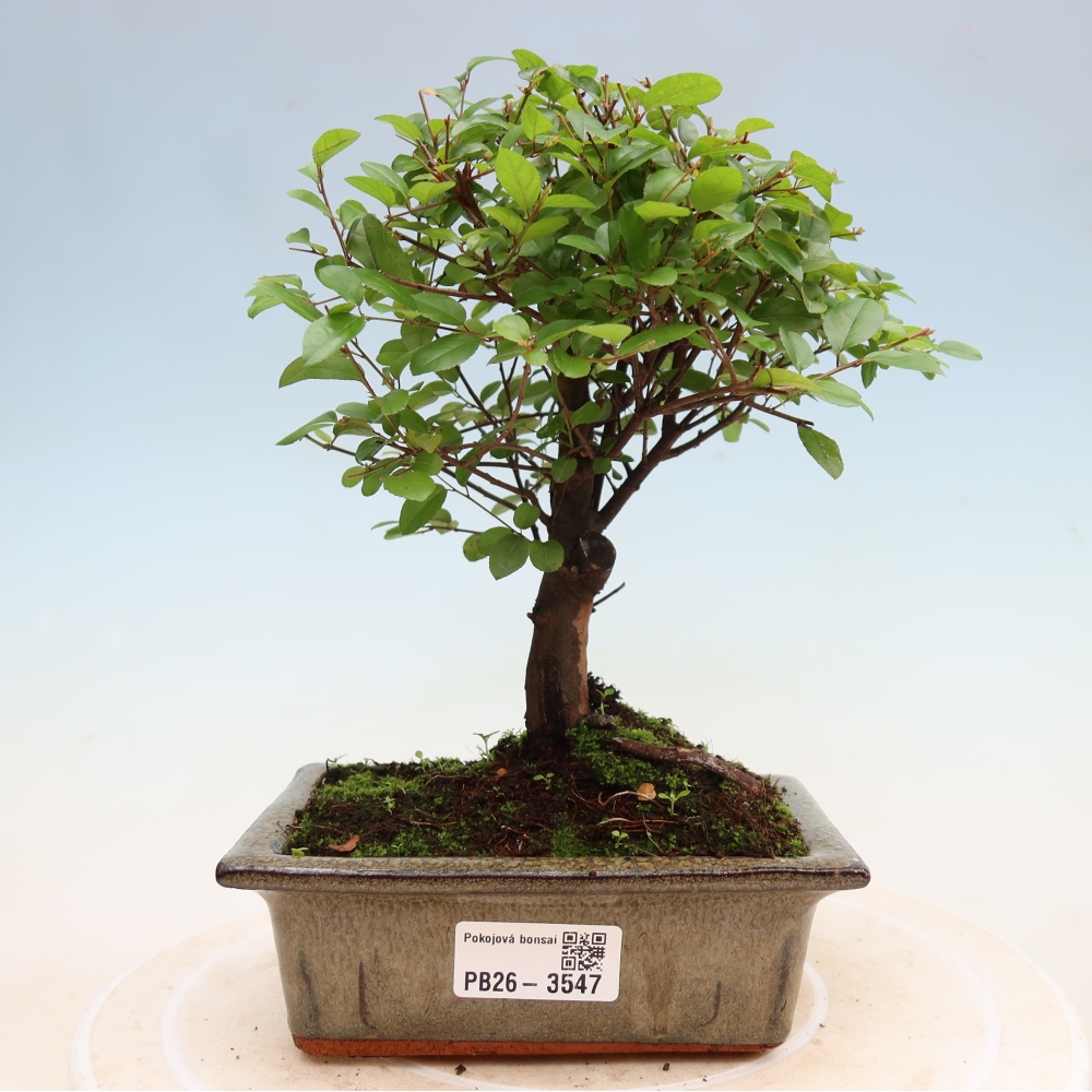 Zimmer Bonsai - Sageretia thea - Sageretia thea
