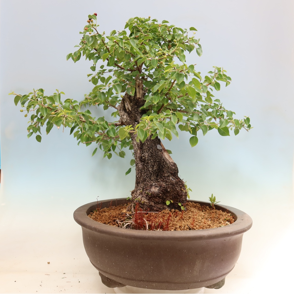 Bonsai für draußen - Mahalebka - Prunus mahaleb