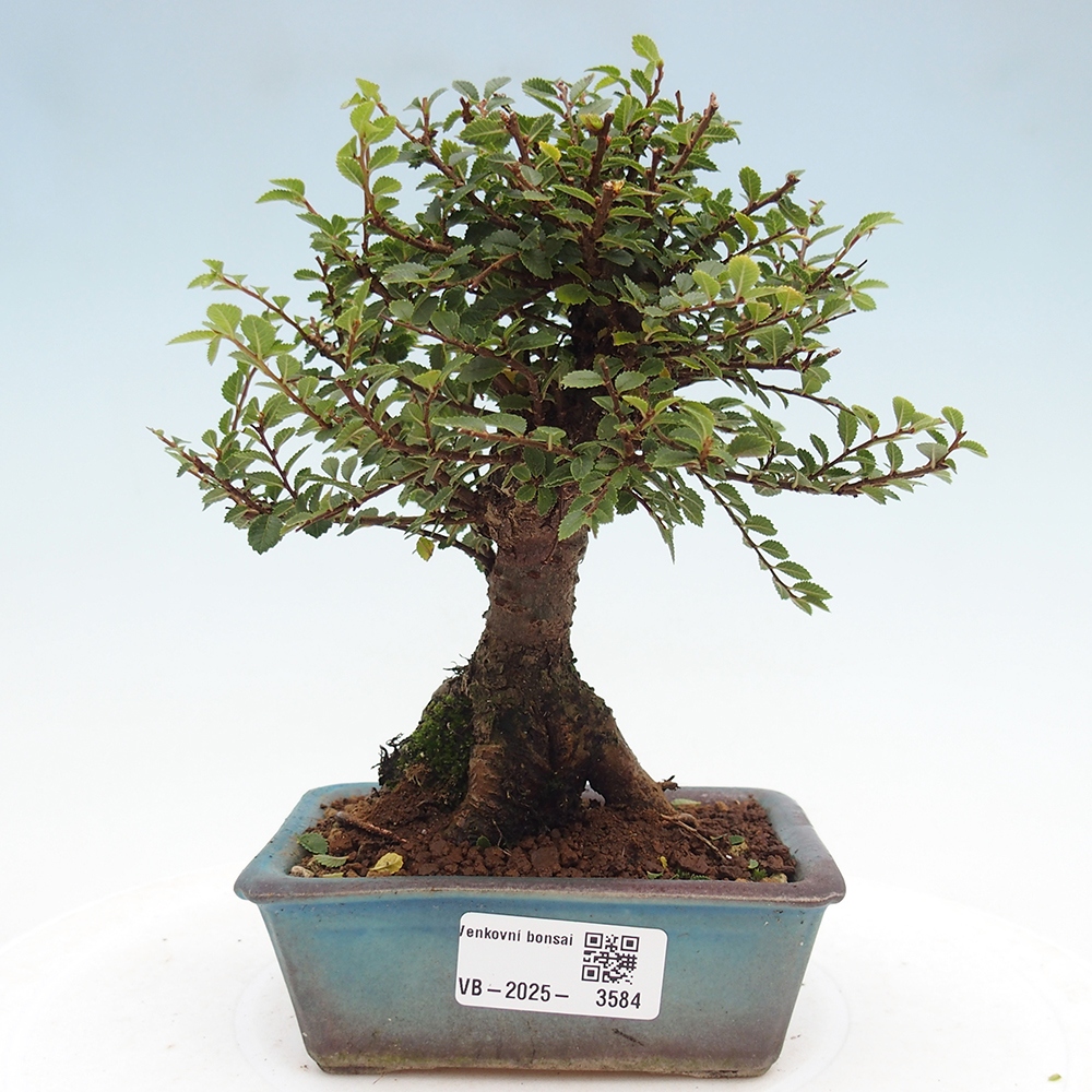 Bonsai im Freien - Ulmus parvifolia Hokkaido - Chinesische Ulme