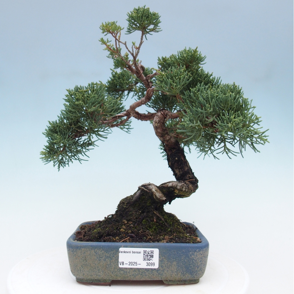 Outdoor-Bonsai - Juniperus chinensis Kishu - Chinesischer Wacholder
