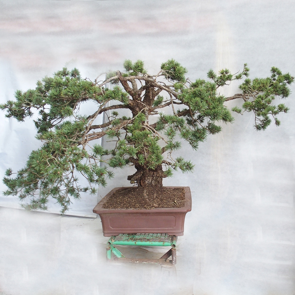 Yamadori - Pinus sylvestris 