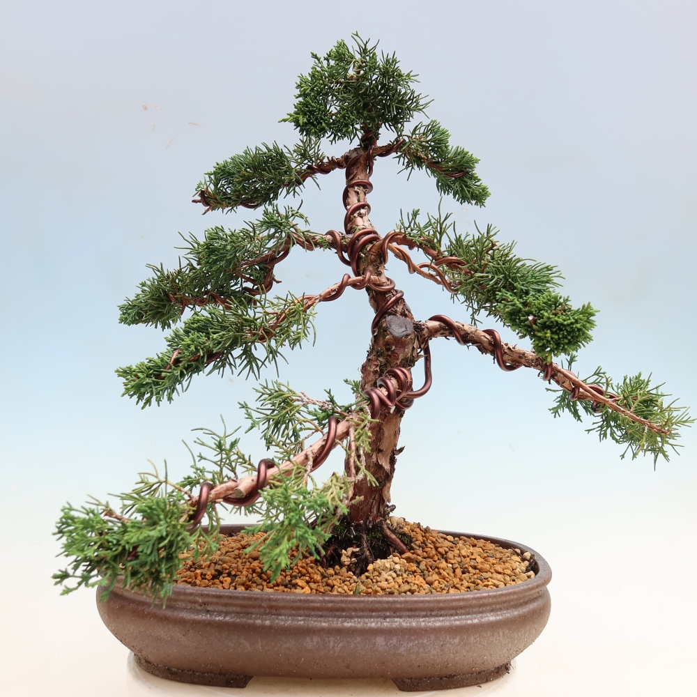 Bonsai für draußen - Juniperus chinensis Kishu