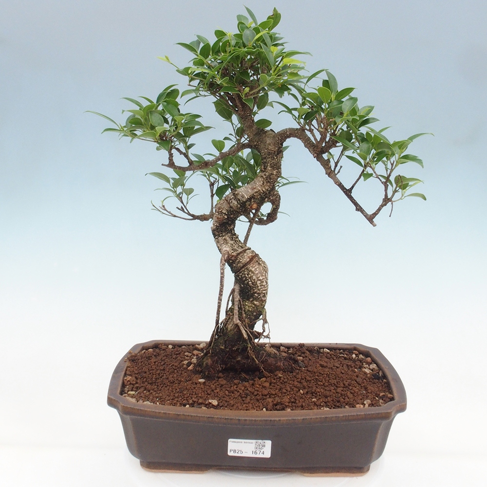 Zimmerbonsai - Ficus kimmen - kleinblättriger Ficus