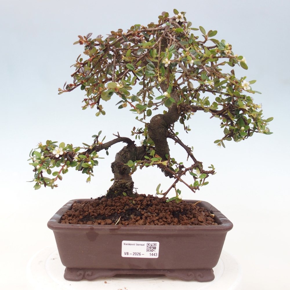 Freiland-Bonsai-Cotoneaster dammeri - Damer's Rock