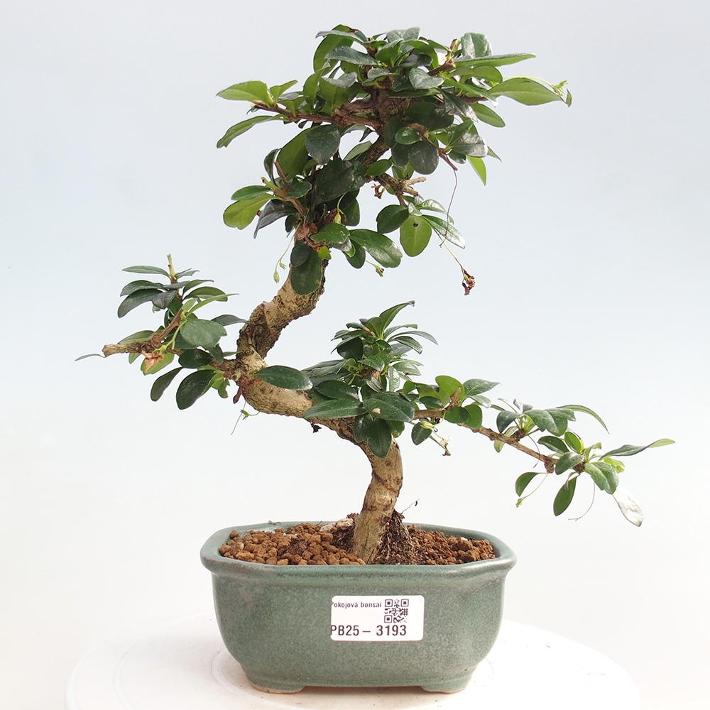 Zimmerbonsai - Carmona Macrophylla - Fuki-Tee