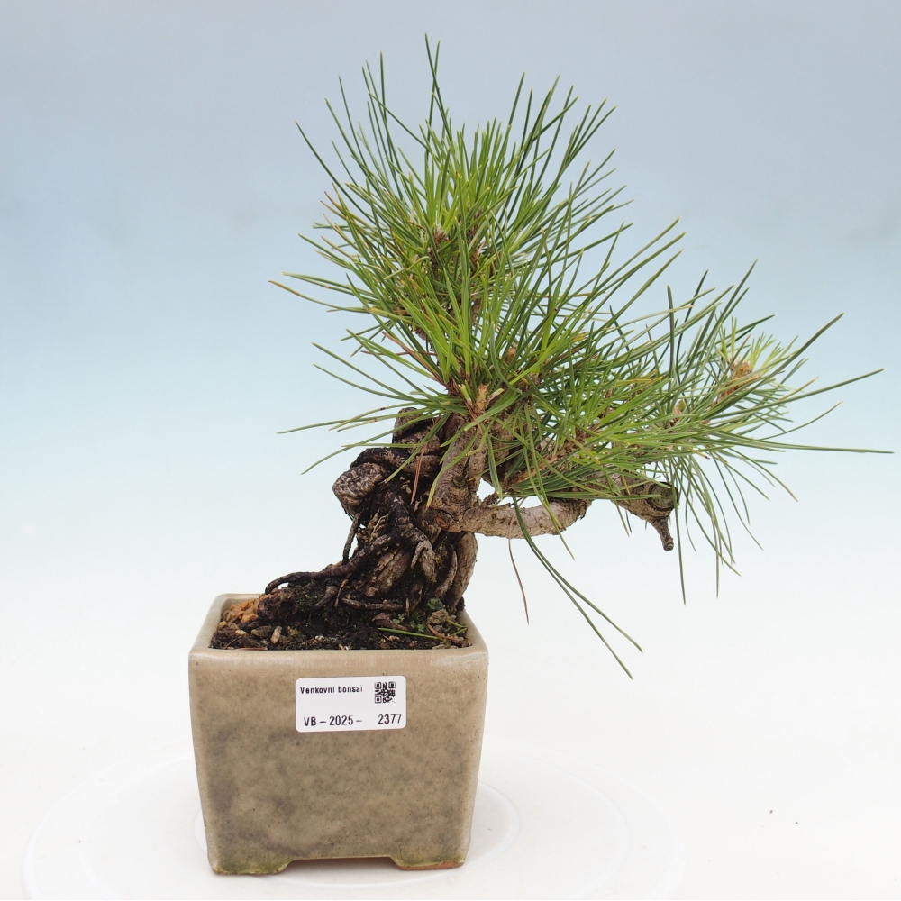 Bonsai im Freien - Pinus thunbergii - Thunbergia-Kiefer