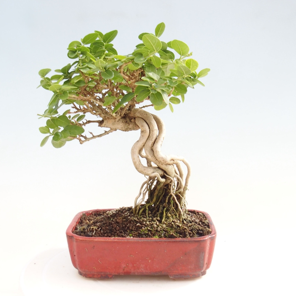 Zimmerbonsai - Premna serratifolia - Kozlovon kleinblättrig