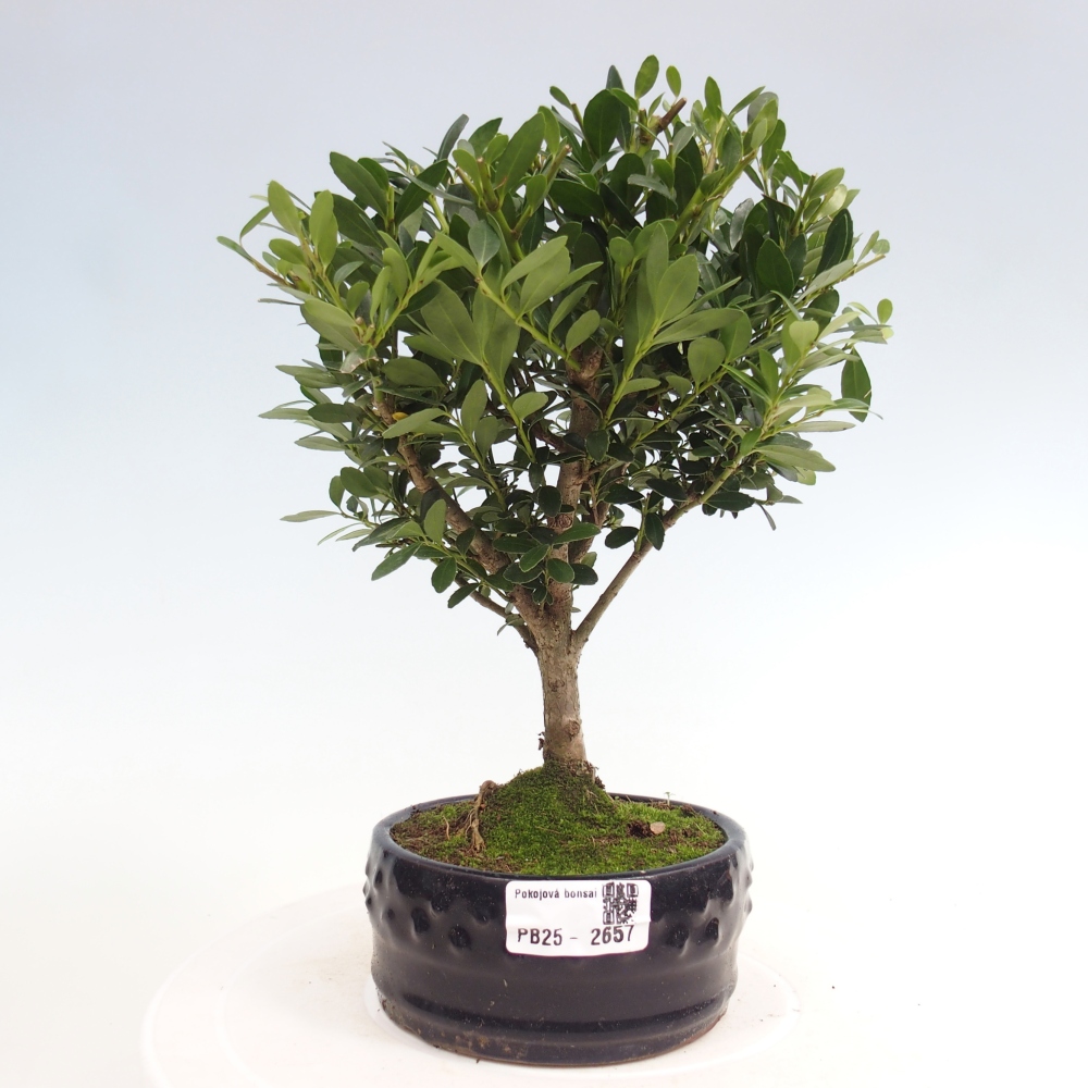 Zimmerbonsai - Ilex crenata - Holly