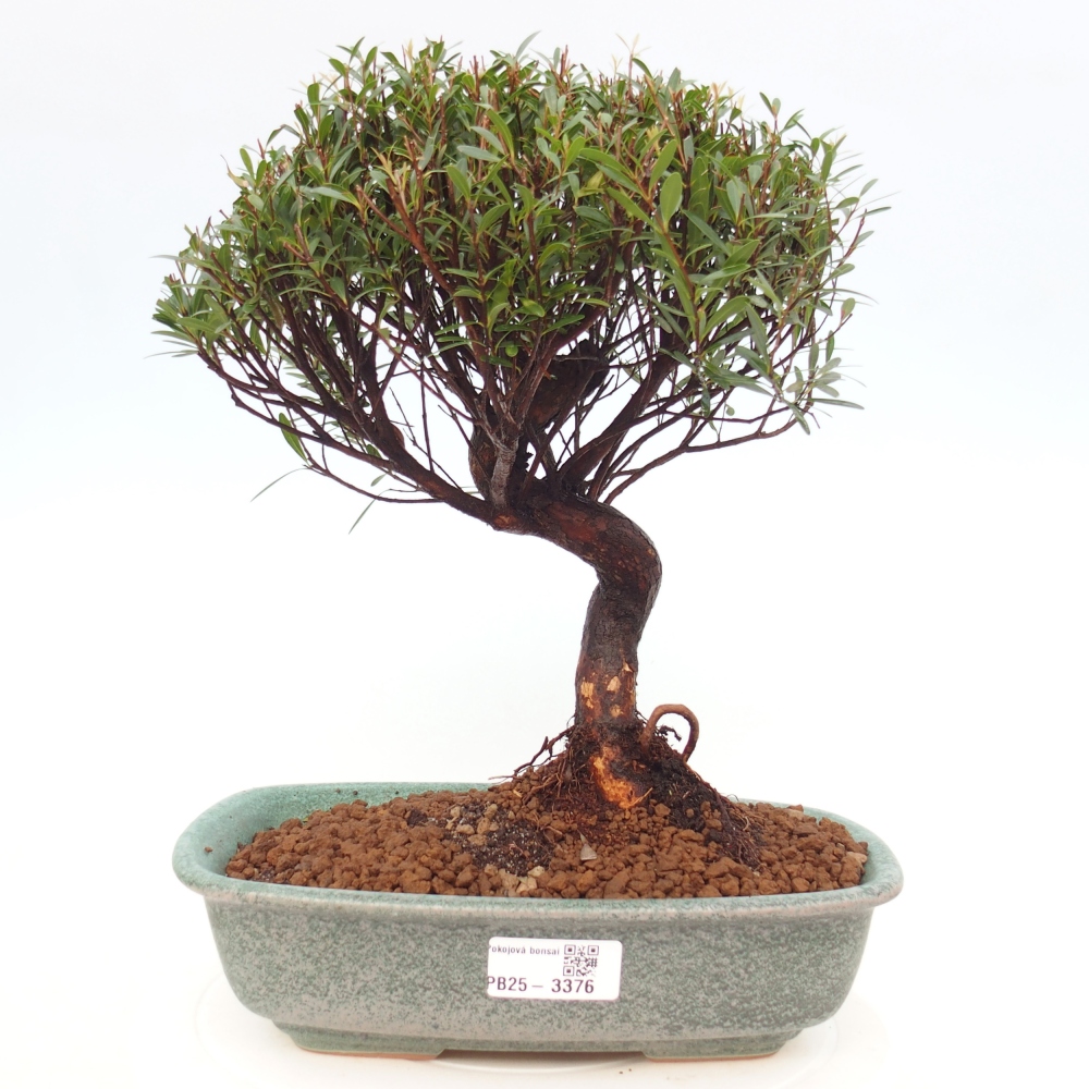 Zimmer Bonsai - Syzygium - Piment