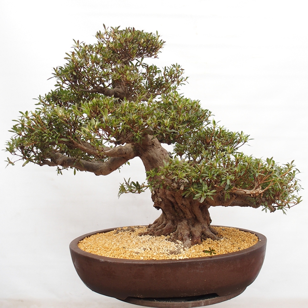 Bonsai im Freien - Japanische Azalee - Azalea Satsuki