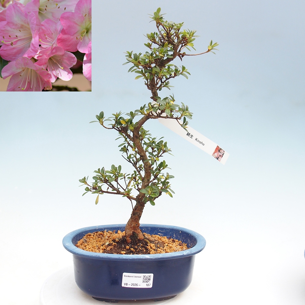 Bonsai für draußen - Japanische Azalee - Azalea Kinsho