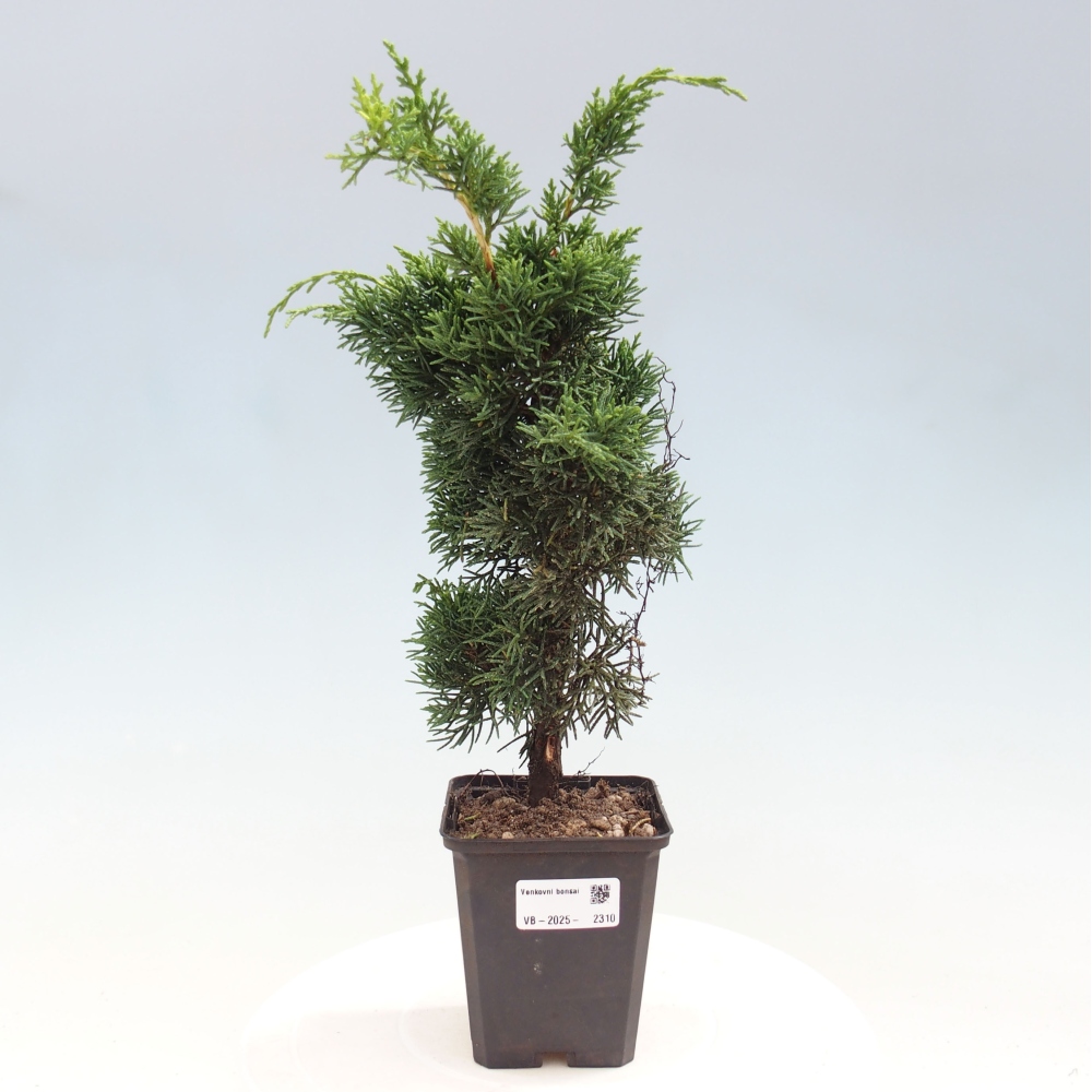 Outdoor-Bonsai - Juniperus chinensis Kishu - Chinesischer Wacholder