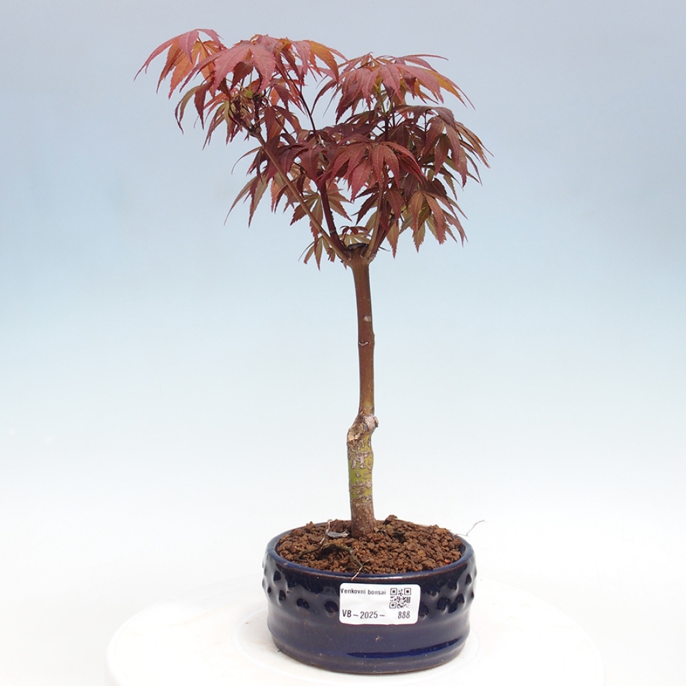 Bonsai im Freien - Acer-Palme. Atropurpureum-Palmenblatt-Ahorn