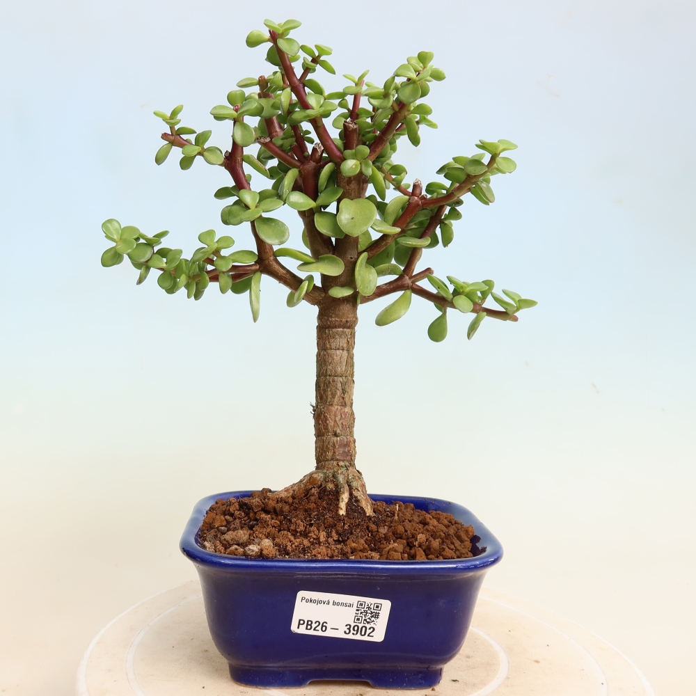 Zimmer Bonsai - Portulakaria Afra - Tlustice