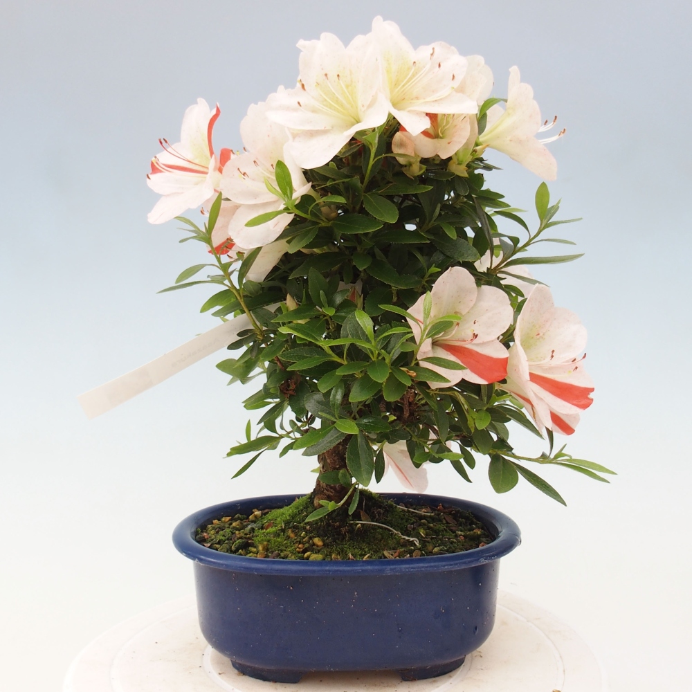 Bonsai im Freien - Japanische Azalee - Azalea Asazakura