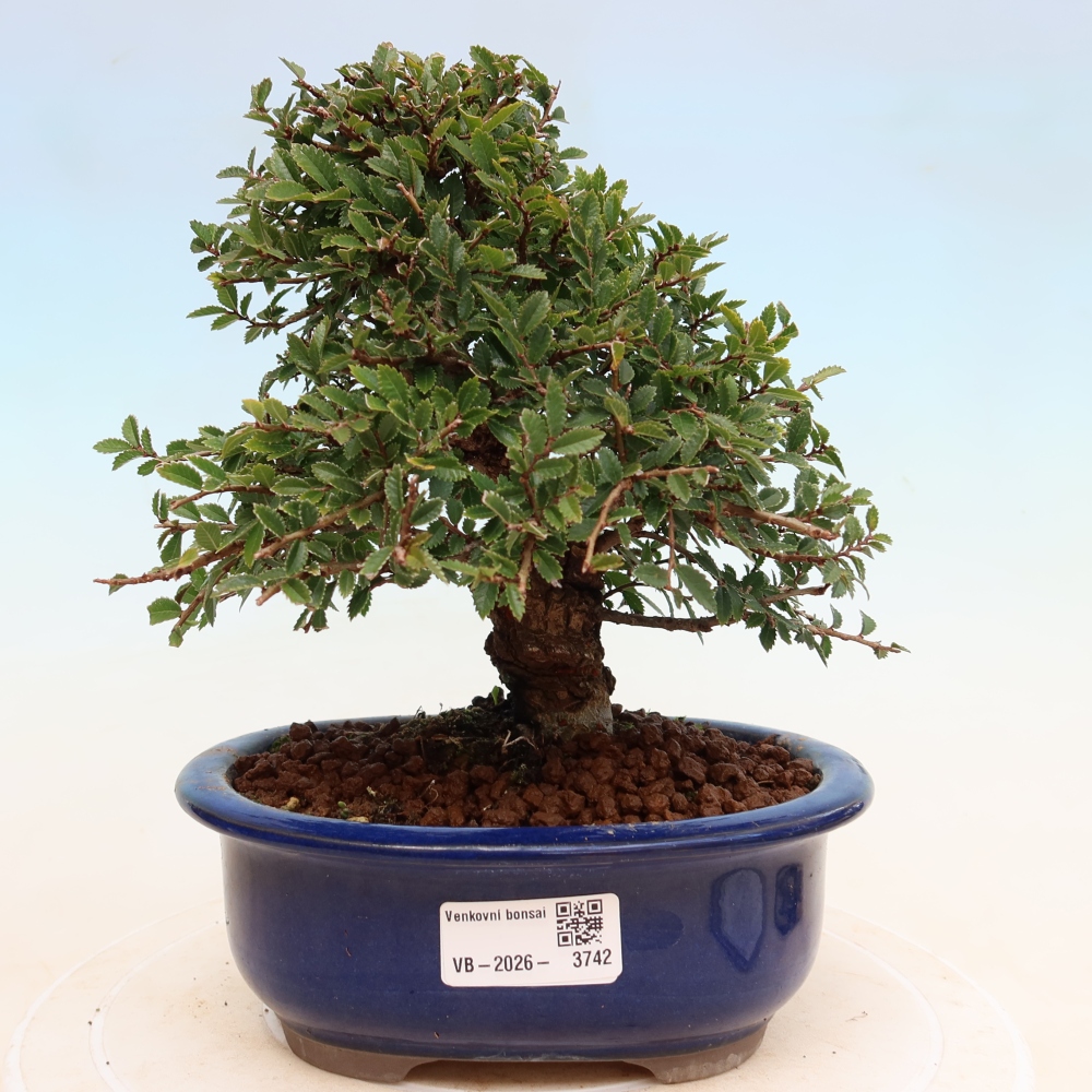 Bonsai für draußen - Zelkova - Zelkova NIRE