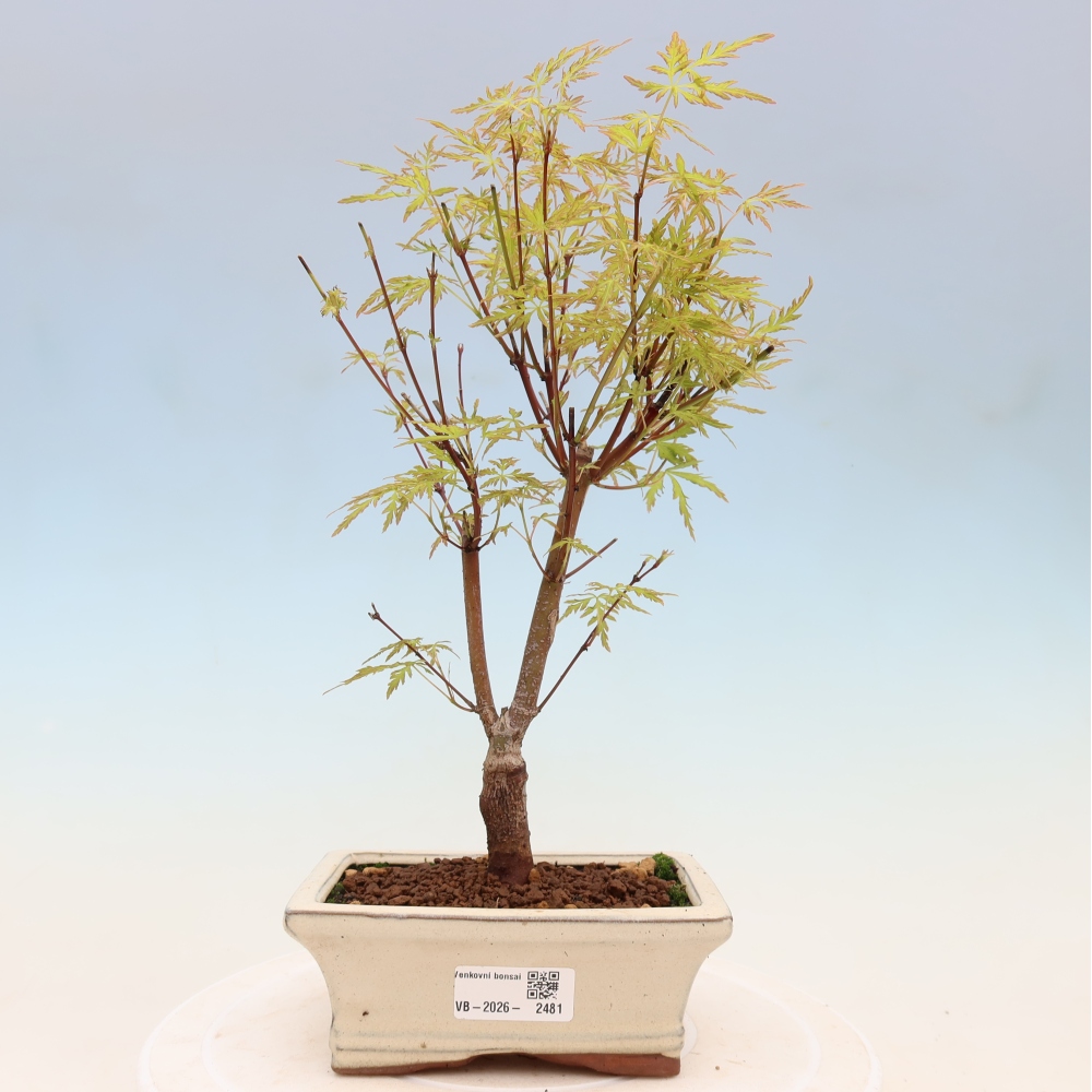 Bonsai für draußen - Acer palmatum Dissectum