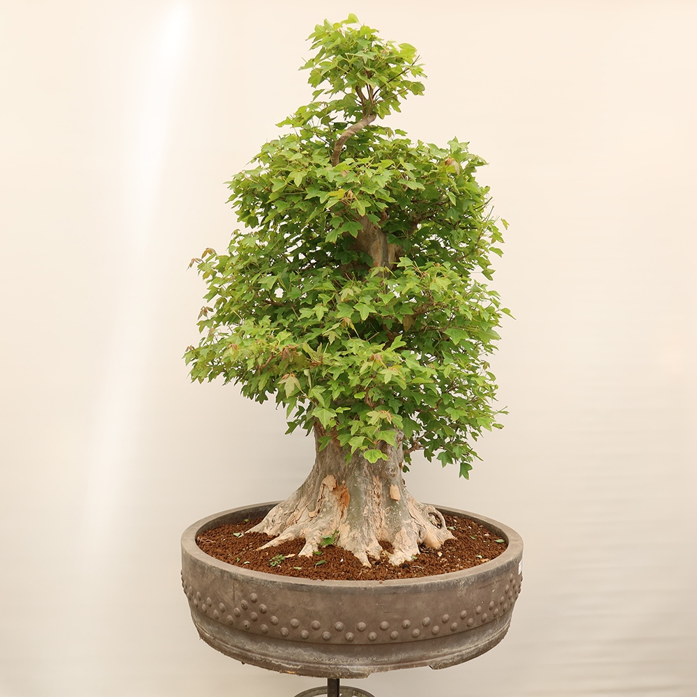 Bonsai für draußen - Ahorn Burger - Acer Burgerianum