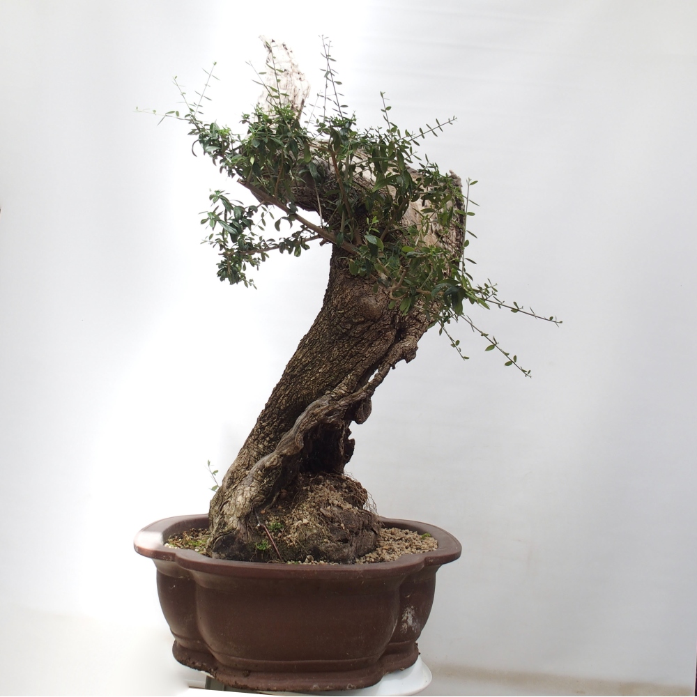 Indoor-Bonsai - Olea europaea sylvestris - Europäisches kleinblättriges Olivenöl