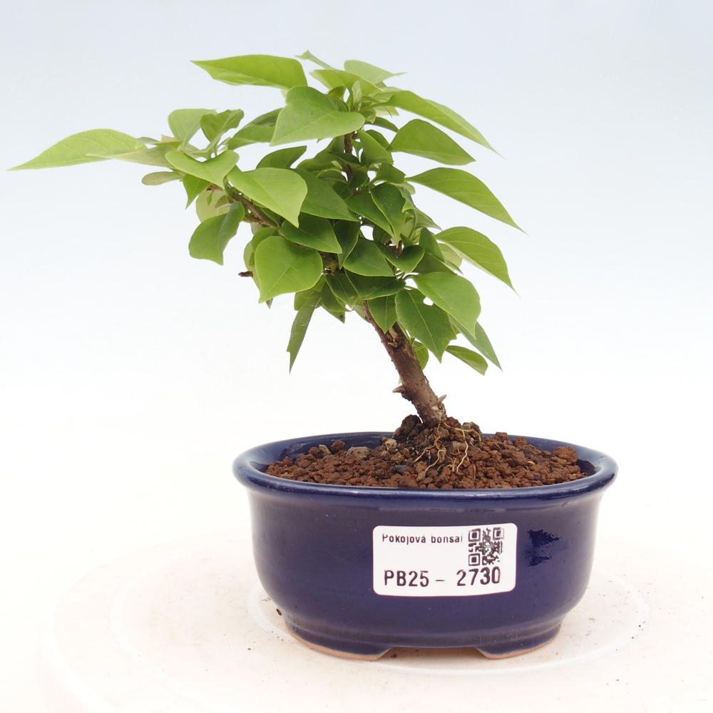 Indoor Bonsai - Bouganwilea