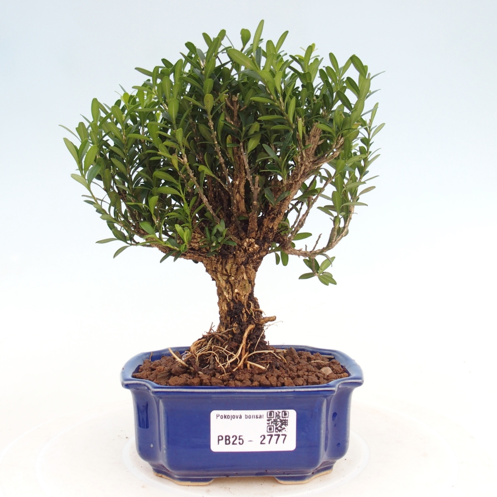 Zimmer Bonsai - Buxus harlandii - Kork Buchsbaum