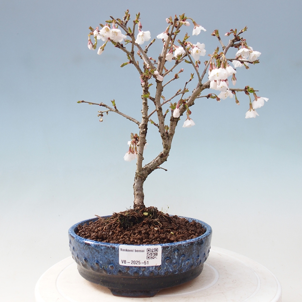 Bonsai im Freien - Prunus incisa Kojou-no mai-Pflaume geschnitten