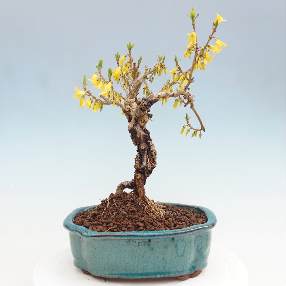 Bonsai im Freien - Forsythie - Forsythia koreana