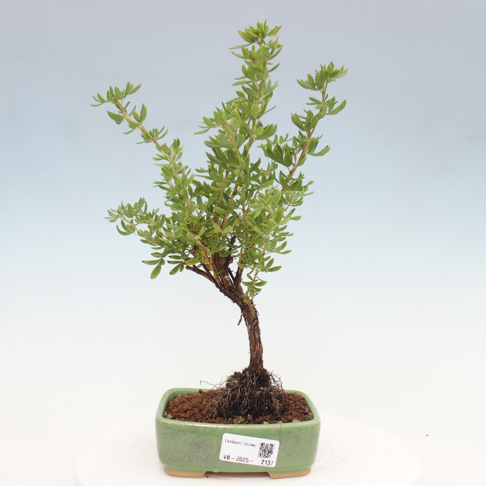 Outdoor-Bonsai-Fingerkraut - Potentila fruticosa gelber Vogel