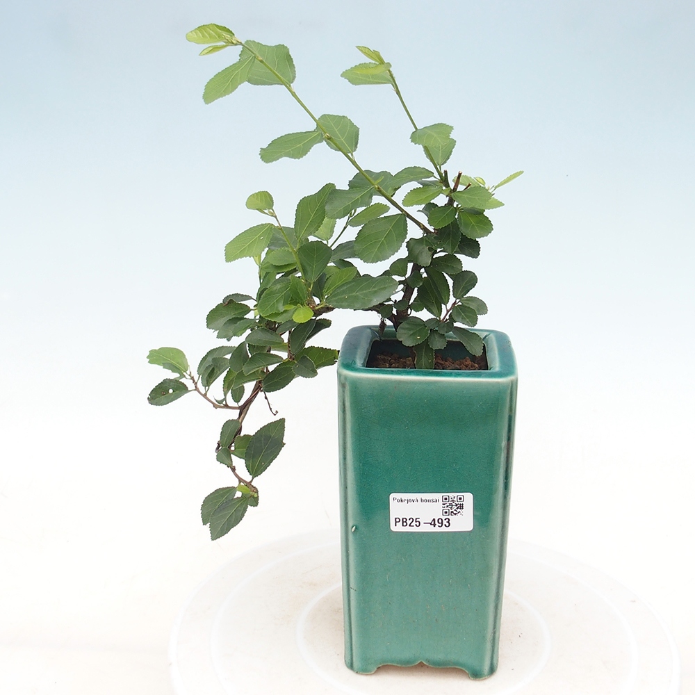 Zimmerbonsai - Grewia occidentalis - Lavendelstern