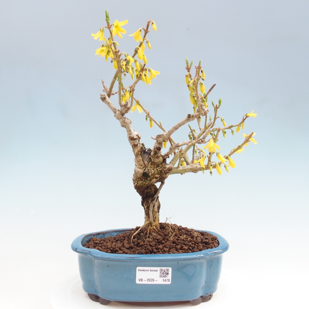 Bonsai im Freien - Forsythie - Forsythia koreana