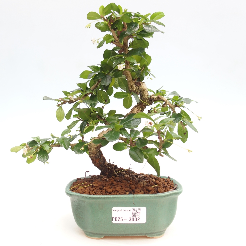 Zimmerbonsai - Carmona Macrophylla - Fuki-Tee