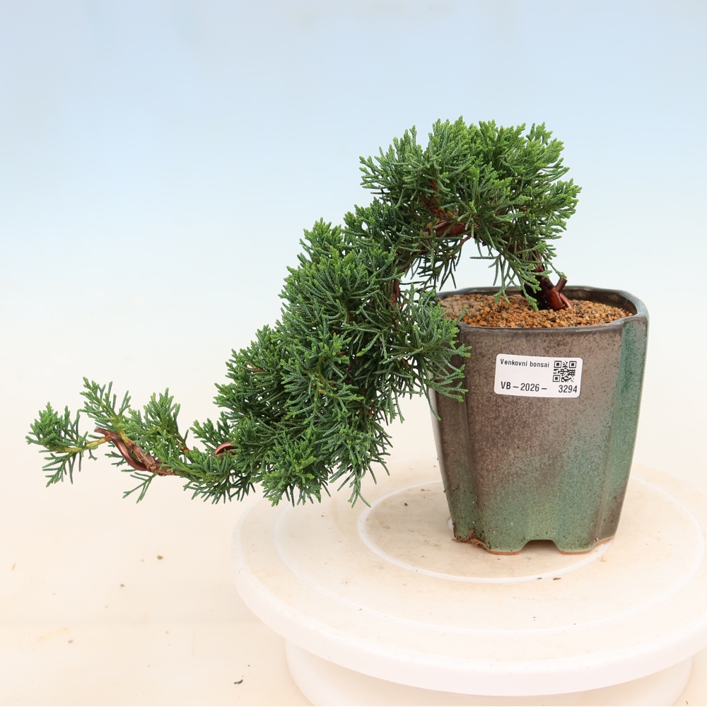 Bonsai für draußen - Juniperus chinensis Kishu