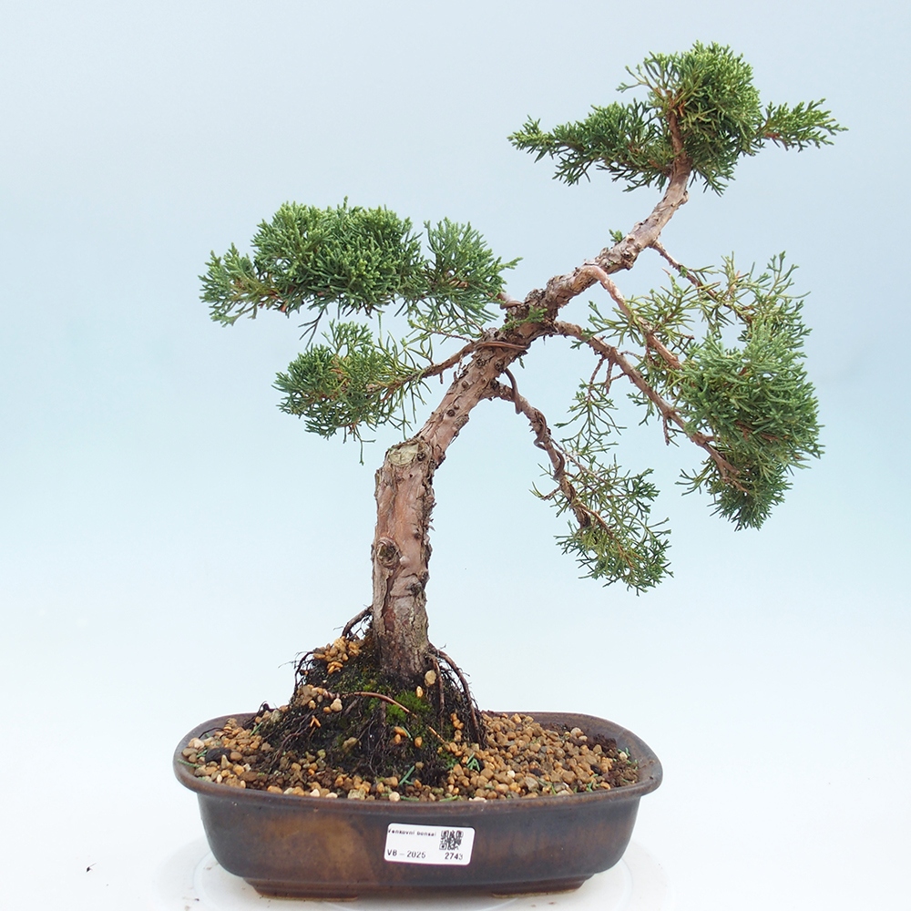 Outdoor-Bonsai - Juniperus chinensis Kishu - Chinesischer Wacholder