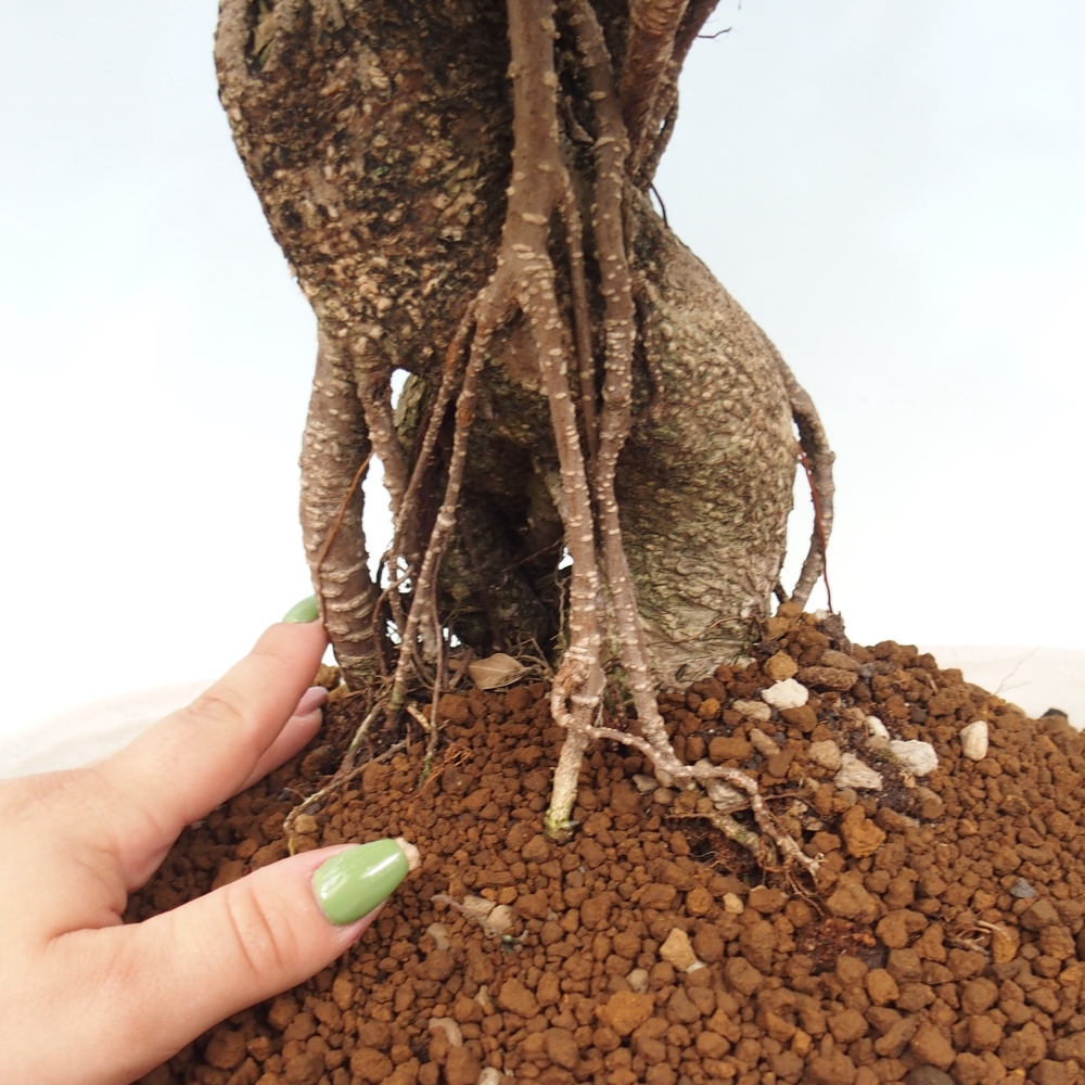 Zimmerbonsai - Ficus kimmen - kleinblättriger Ficus - NUR PERSÖNLICHE ABHOLUNG oder Palettentransport