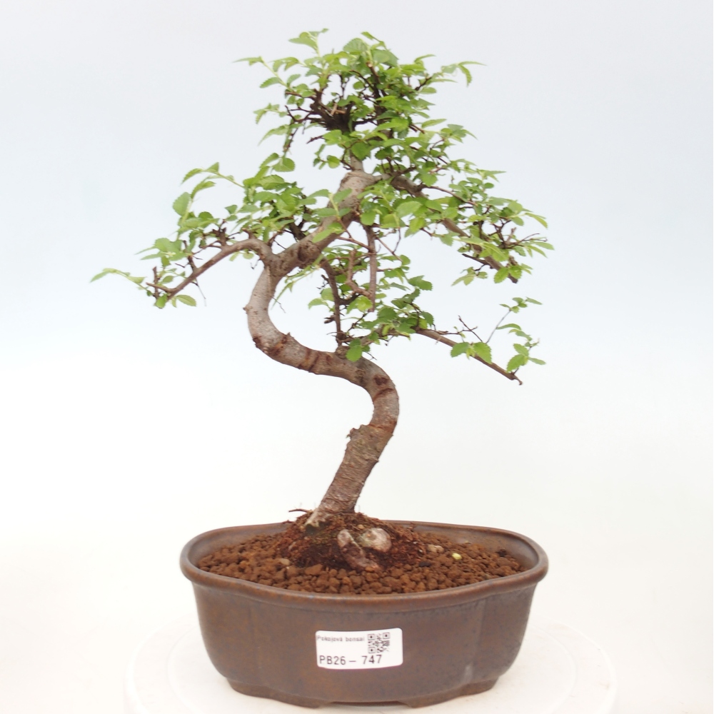 Zimmerbonsai - Ulmus parvifolia - Kleinblättrige Ulme