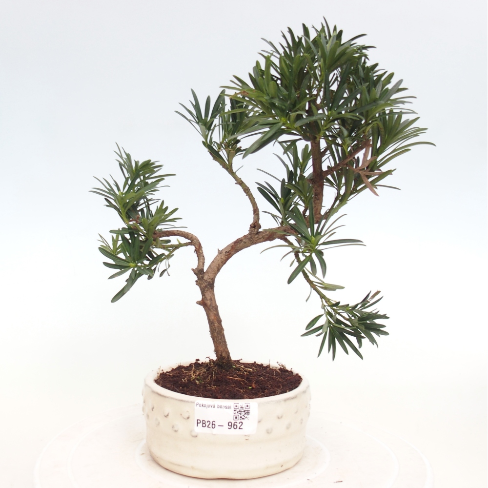 Zimmerbonsai - Podocarpus - Stein-Eibe