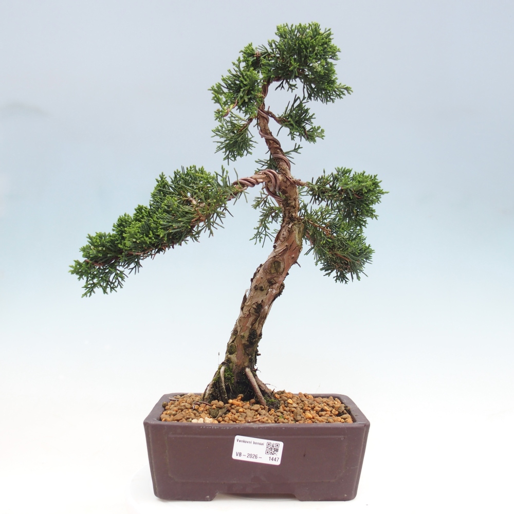 Bonsai für draußen - Juniperus chinensis Kishu