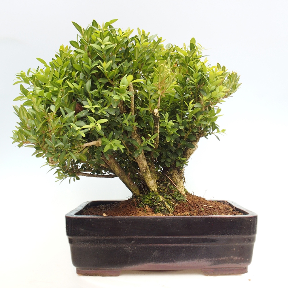 Outdoor-Bonsai - Buxus sempervirens - Buchsbaum