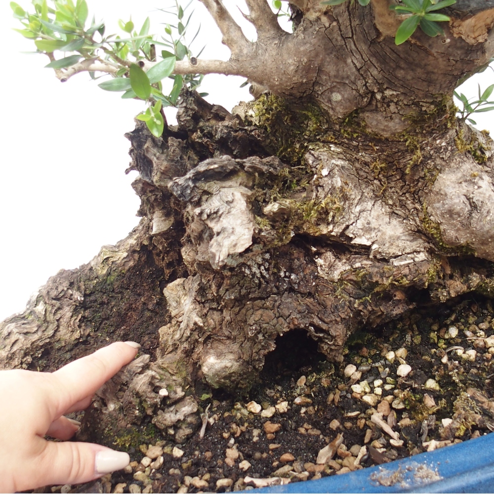 Indoor-Bonsai - Olea europaea sylvestris - Europäisches kleinblättriges Olivenöl