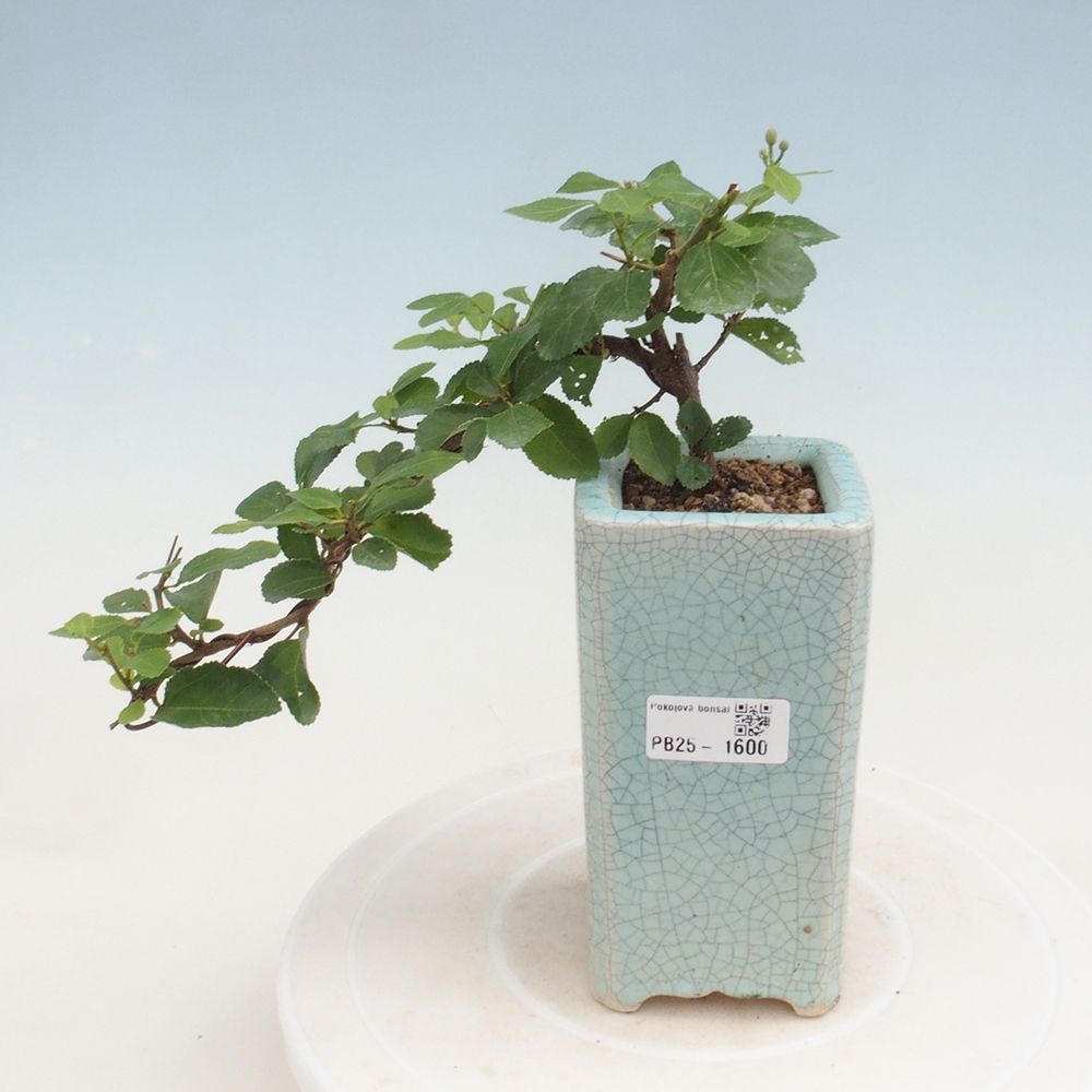 Zimmerbonsai - Grewia occidentalis - Lavendelstern