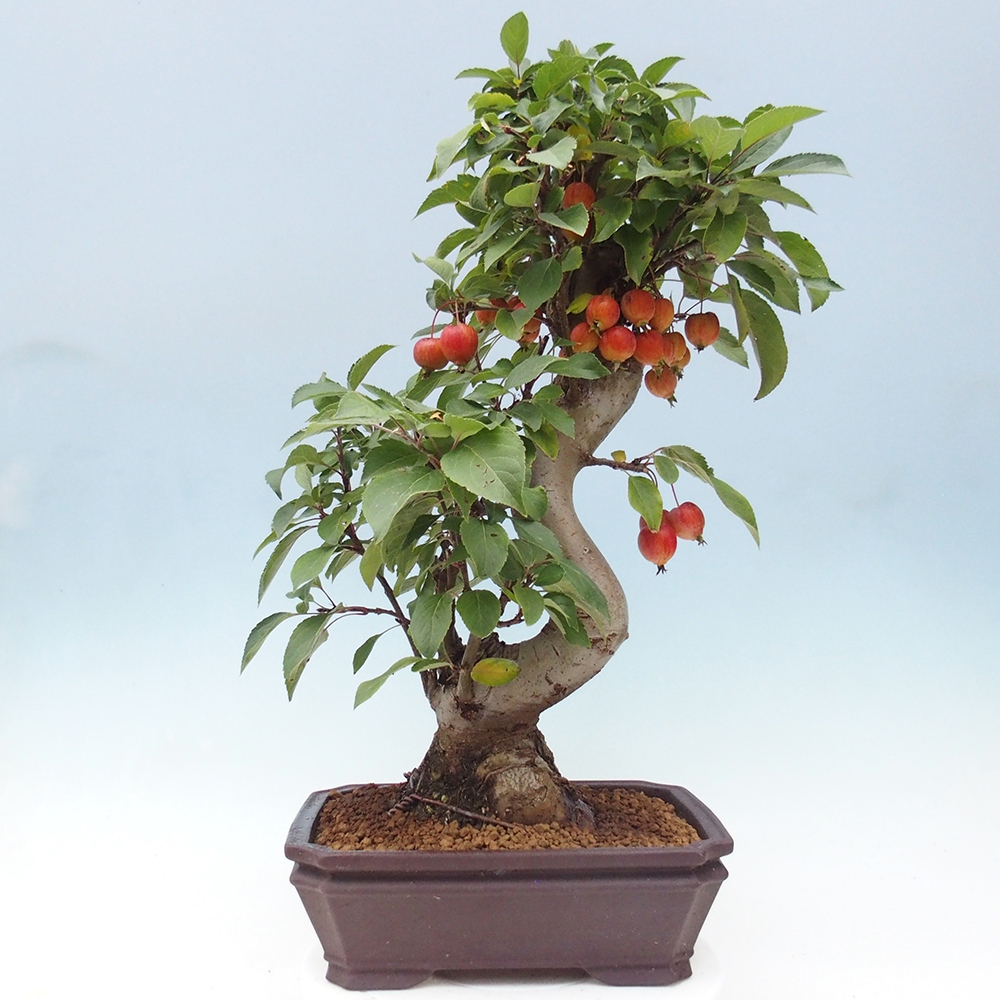 Bonsai im Freien - Malus halliana - Kleinfruchtiger Apfelbaum