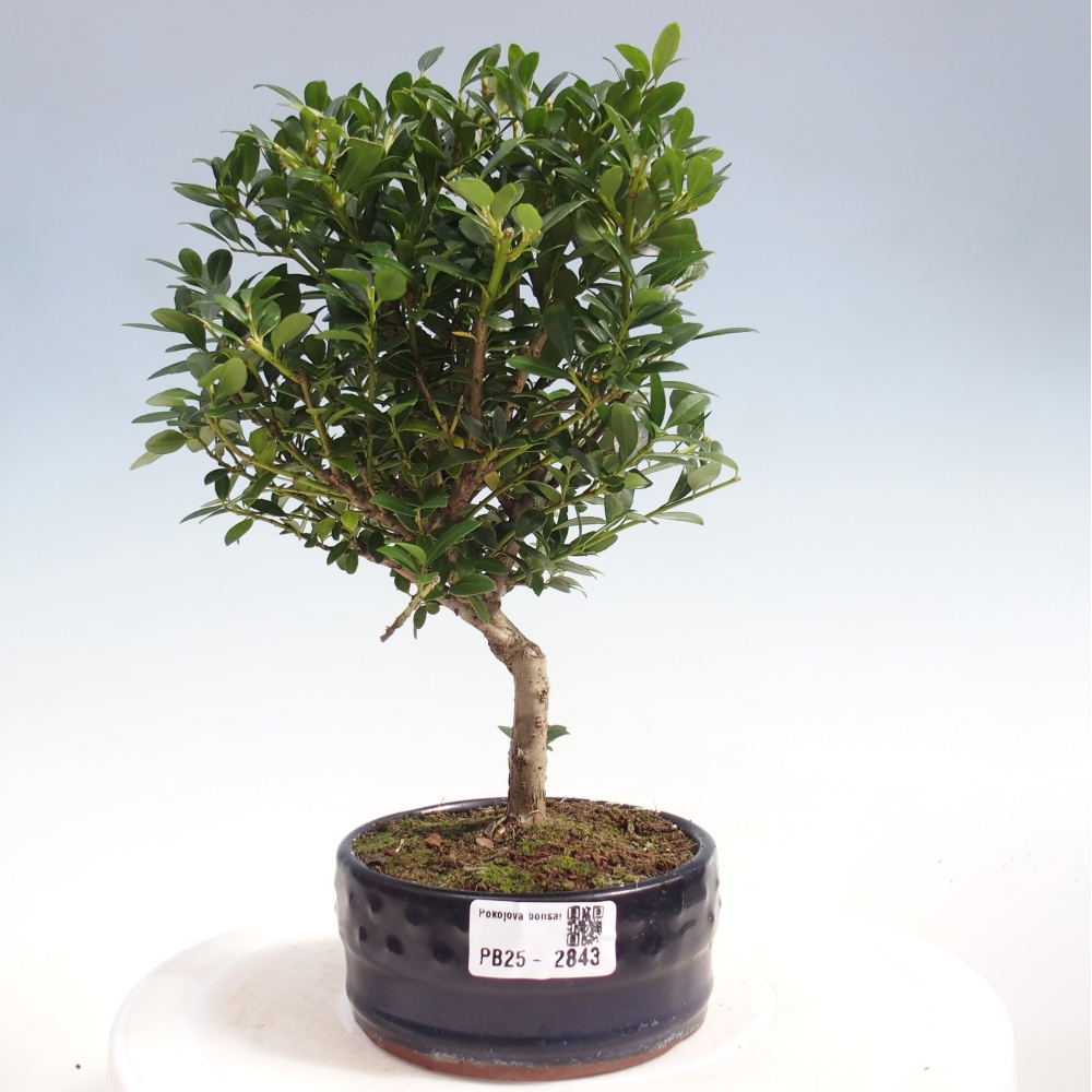 Zimmerbonsai - Ilex crenata - Holly