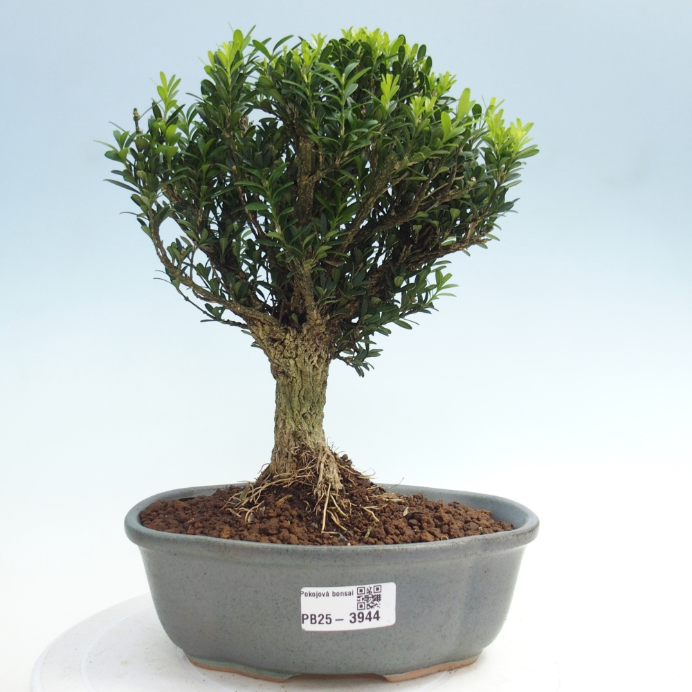 Zimmer Bonsai - Buxus harlandii - Korkbuxus
