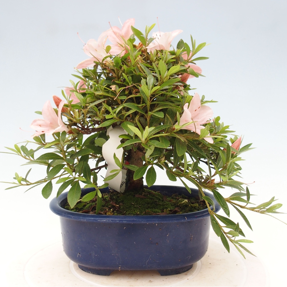 Bonsai im Freien - Japanische Azalee - Azalea Nikko