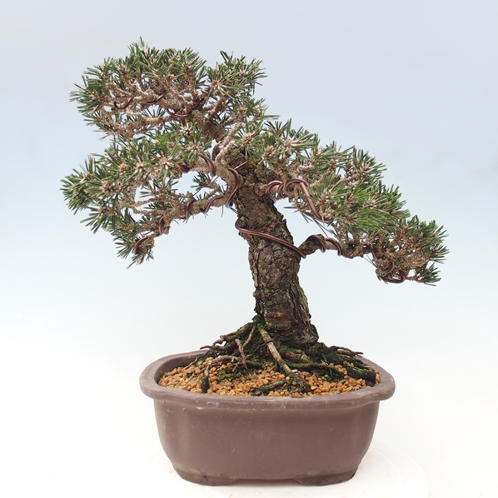 Bonsai für draußen - Pinus thunbergii Kotobuki - Thunberg-Kiefer