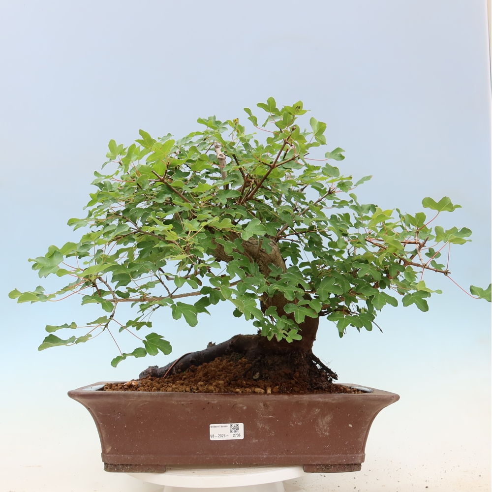 Bonsai für draußen -Javor babyka - Acer campestre