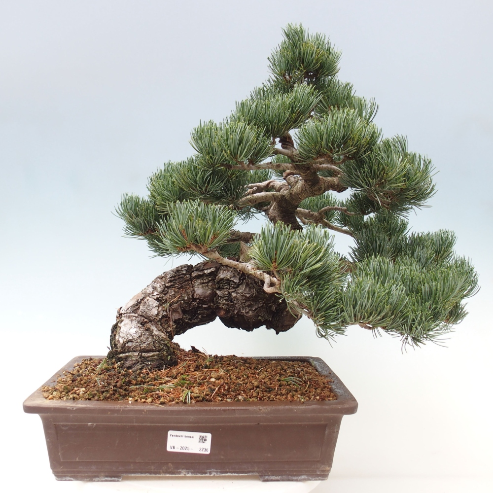 Bonsai im Freien - Pinus parviflora - kleine Kiefer