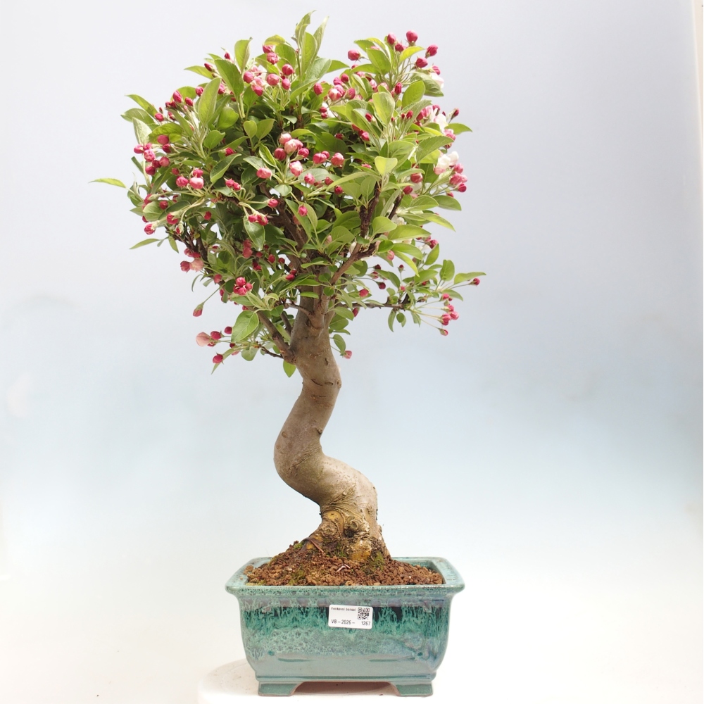 Outdoor-Bonsai -Malus halliana - Kleinfrüchtiger Apfelbaum