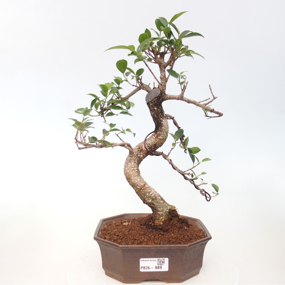 Zimmerbonsai - Ficus retusa - Kleinblättriger Ficus